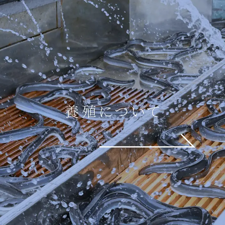 養殖について